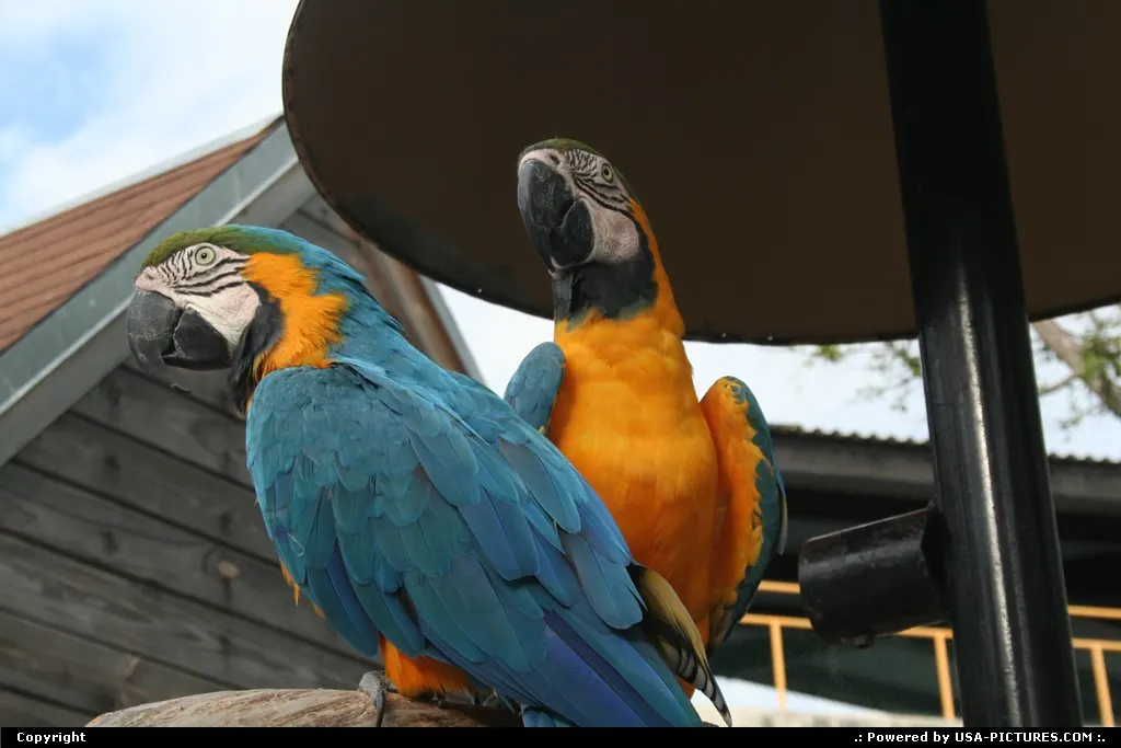 Miami seaquarium parrot