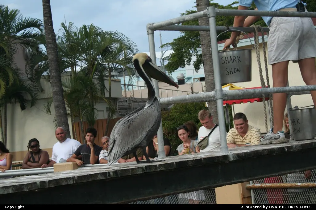 Shark food time, miam miam