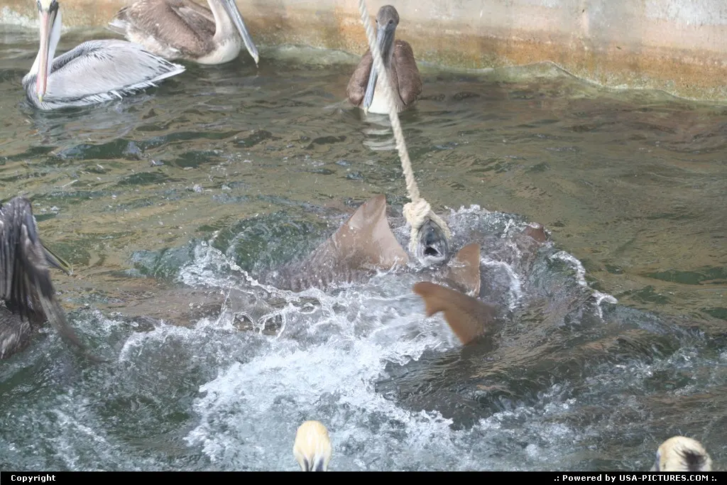 Shark dinner @seaquarium miami