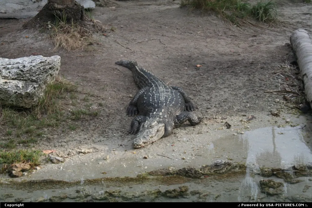 Aligator @seaquarium