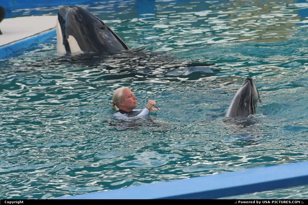 Whales killer show @ miami aquarium