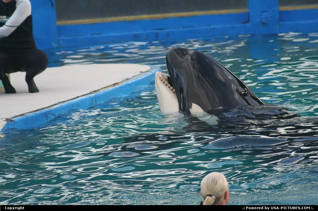Whales killer show @ miami aquarium