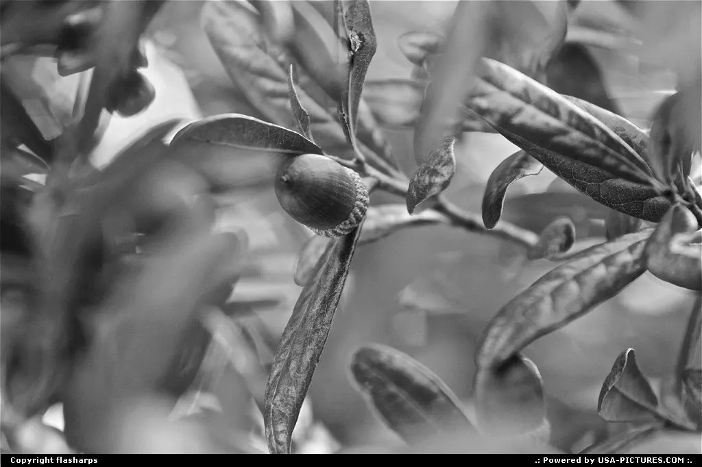 Florida Acorn