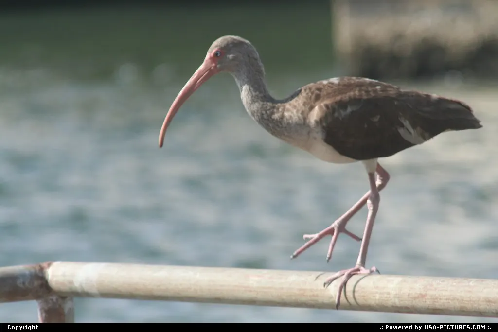 Heron ?