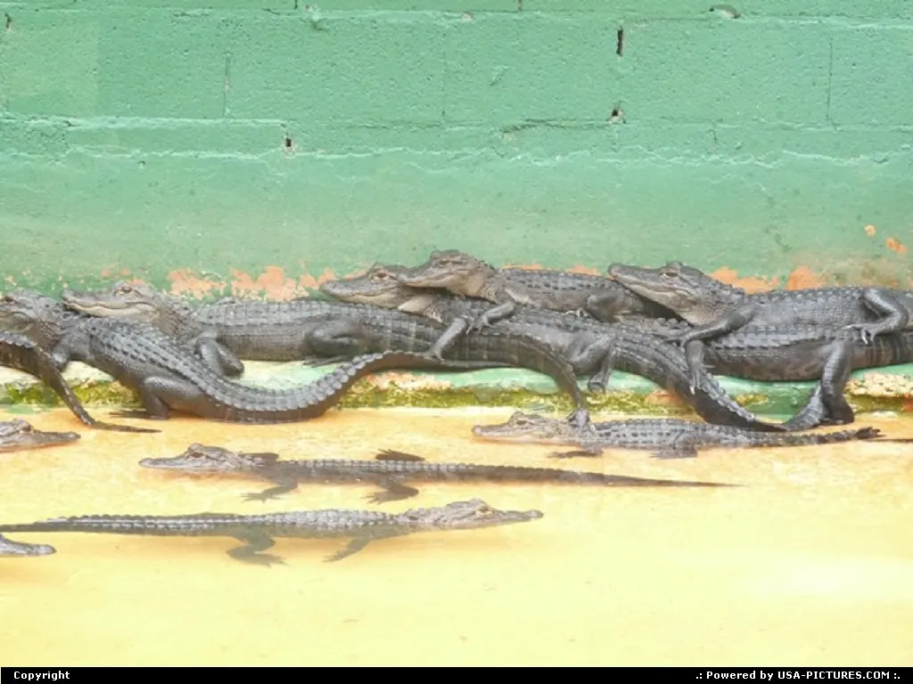 Everglades City Florida