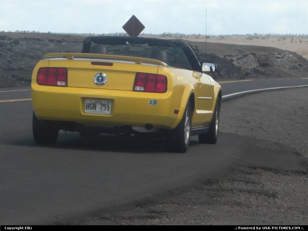 Mustang within the park