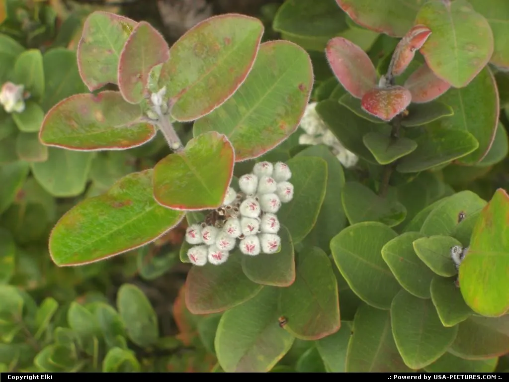 Flower of top of the lava