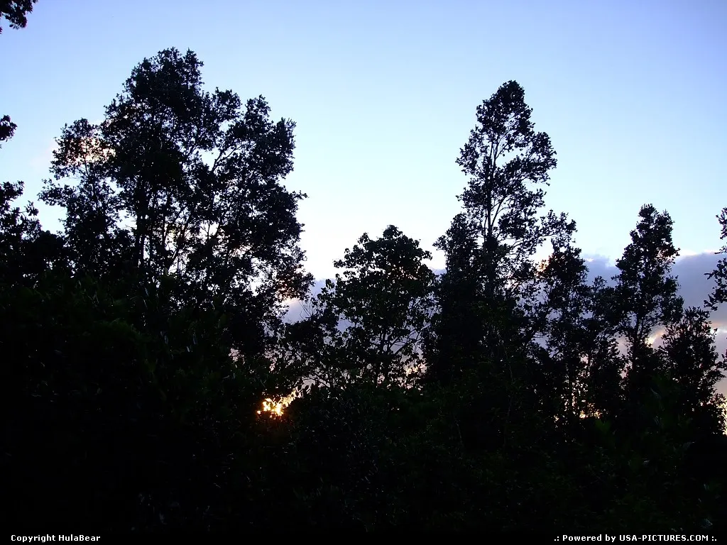 dawn on a fruit farm in the Puna district on the Big Island of Hawaii July 17, 2006