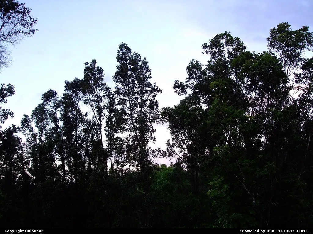 dawn on a fruit farm in the Puna district on the Big Island of Hawaii July 17, 2006