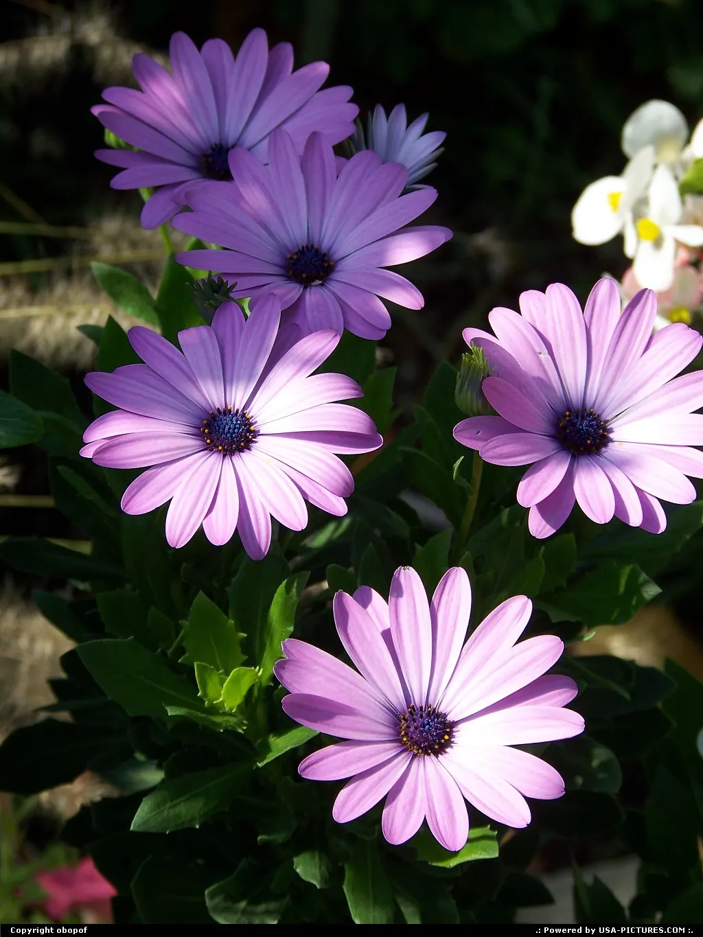 Des Moines Iowa Flower, purple