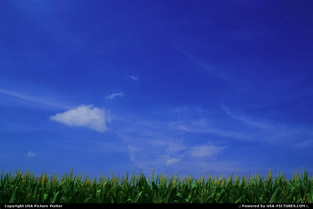 What's more summer, than corn and blue skies?