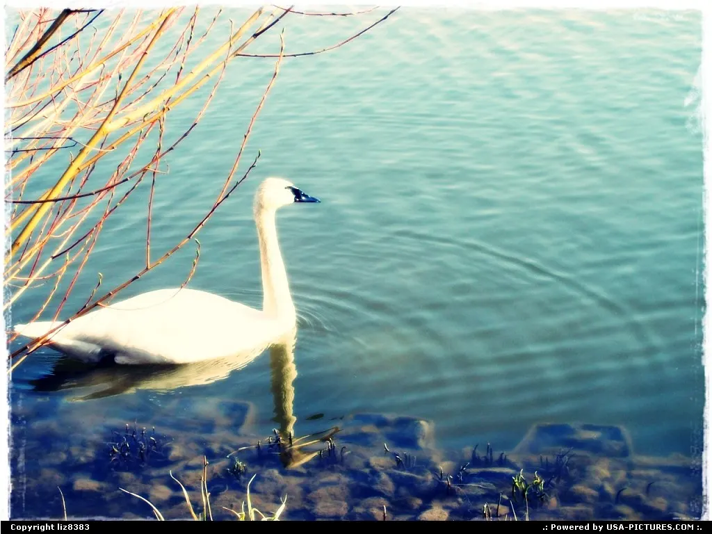 the swan lake