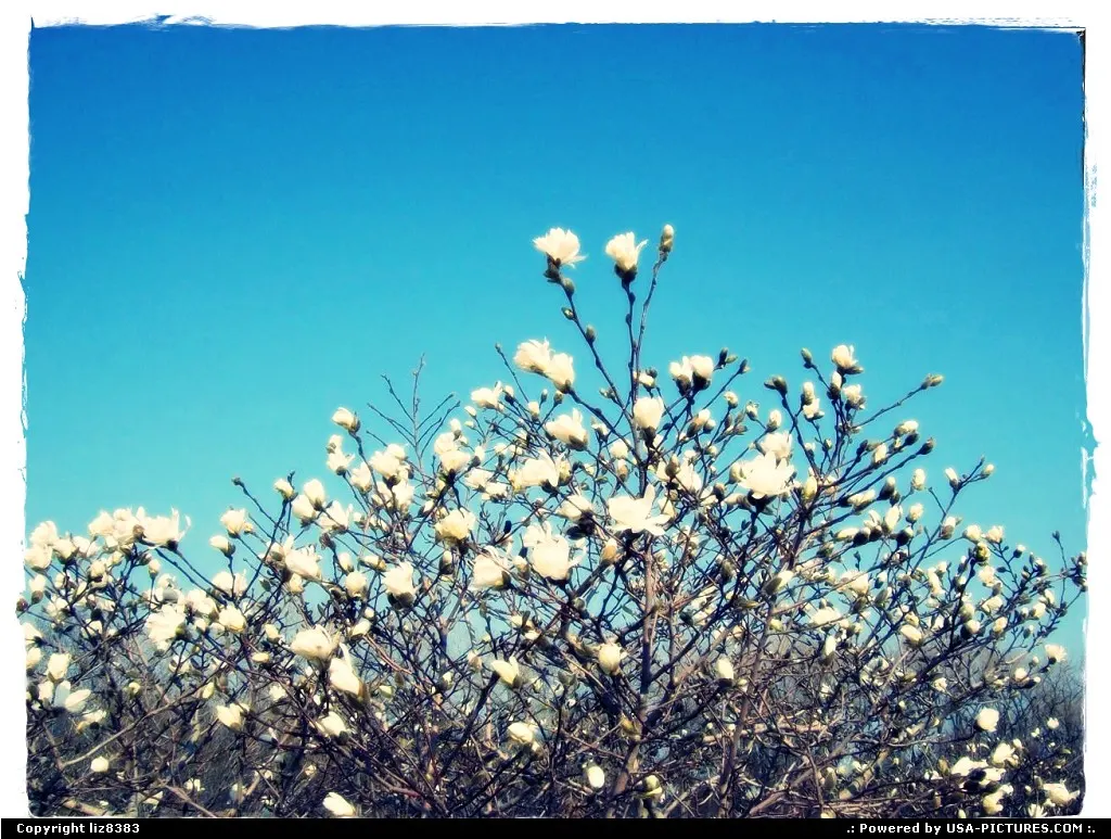 bloomer