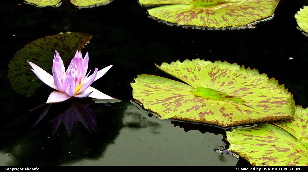 water lilly