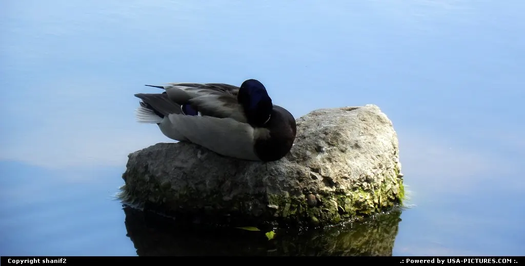 duck