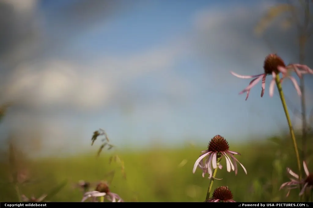 The Prairie.