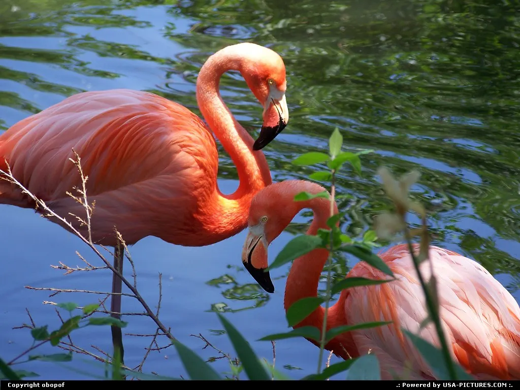 Wichita Kansas Flamingo, zoo