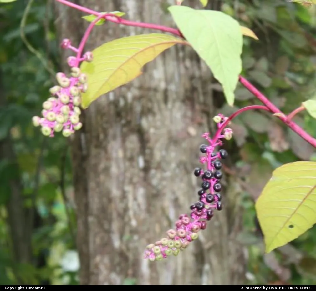 Poke berries in Kentucky.