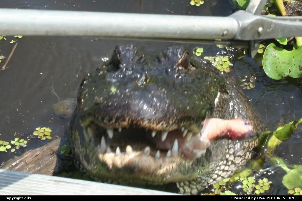 Nice to you to bring me my lunch !! Gator in the bayou closed to new orleans.