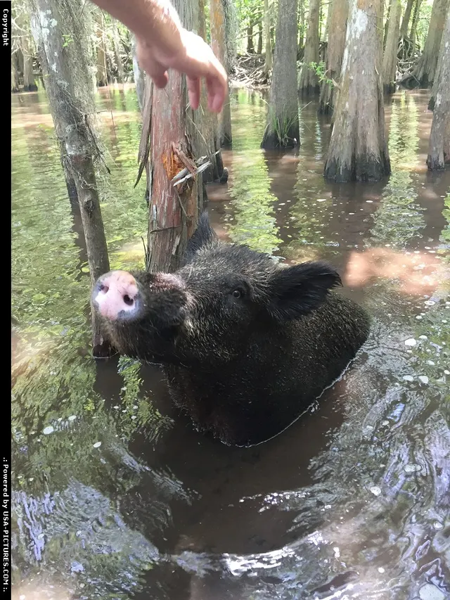Strange or unexpected encounter in the bayou. Touring the swamp with Cajun Encounters