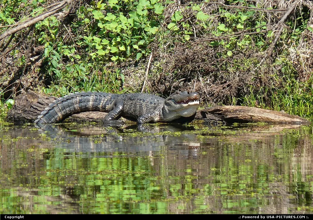 ATCHAFALAYA BASIN