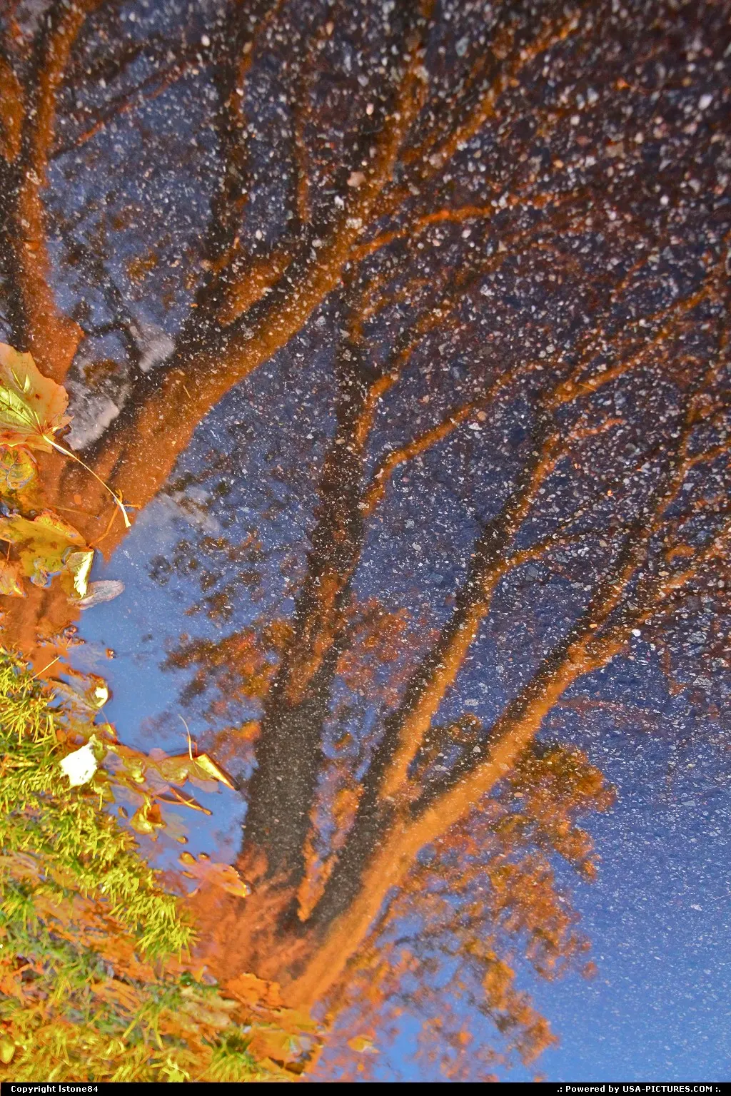 Tree-flection