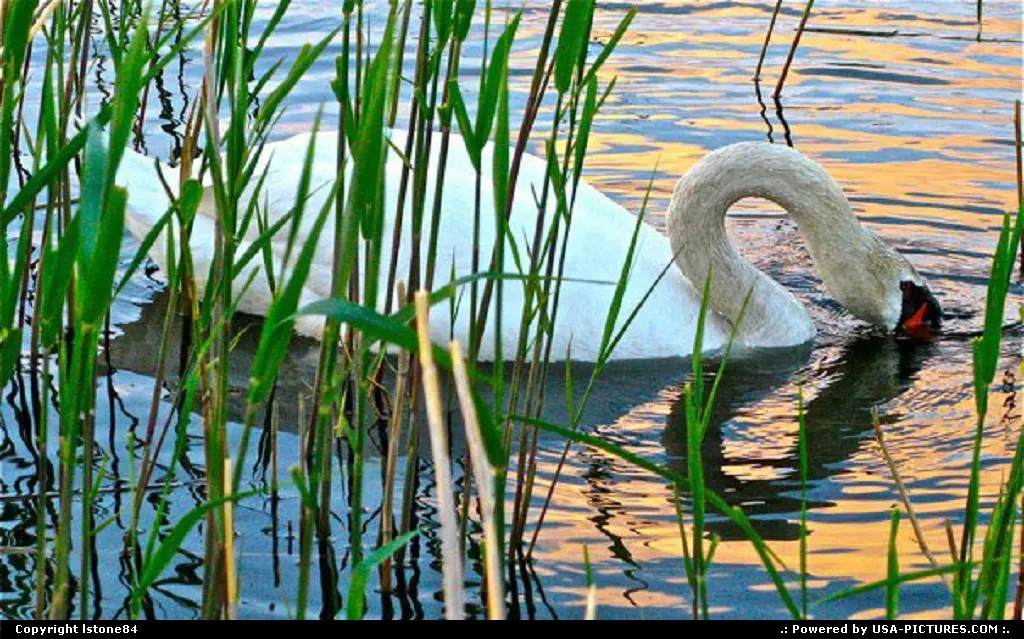 Swan Heart