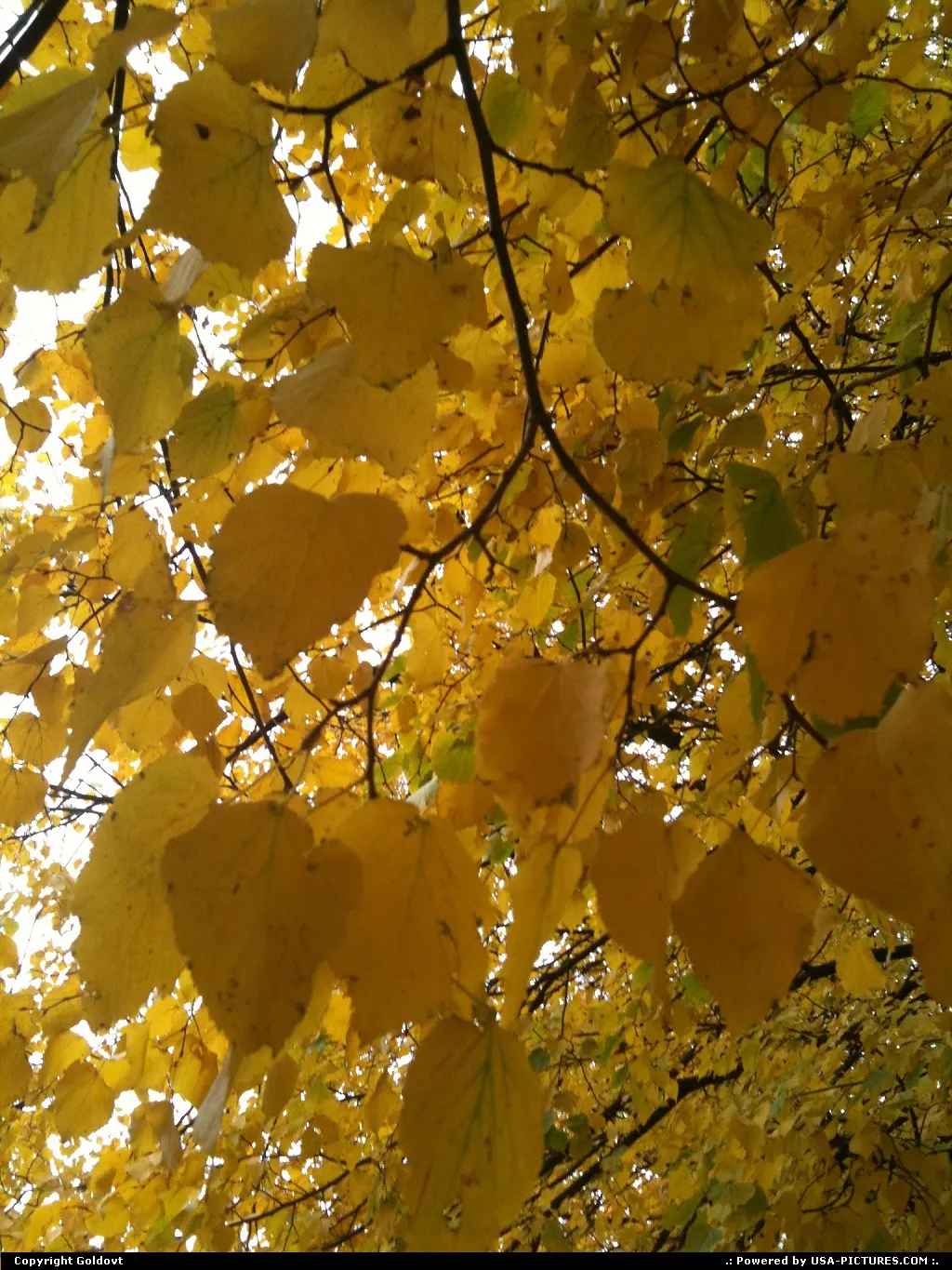 Fall colors by the Charles.