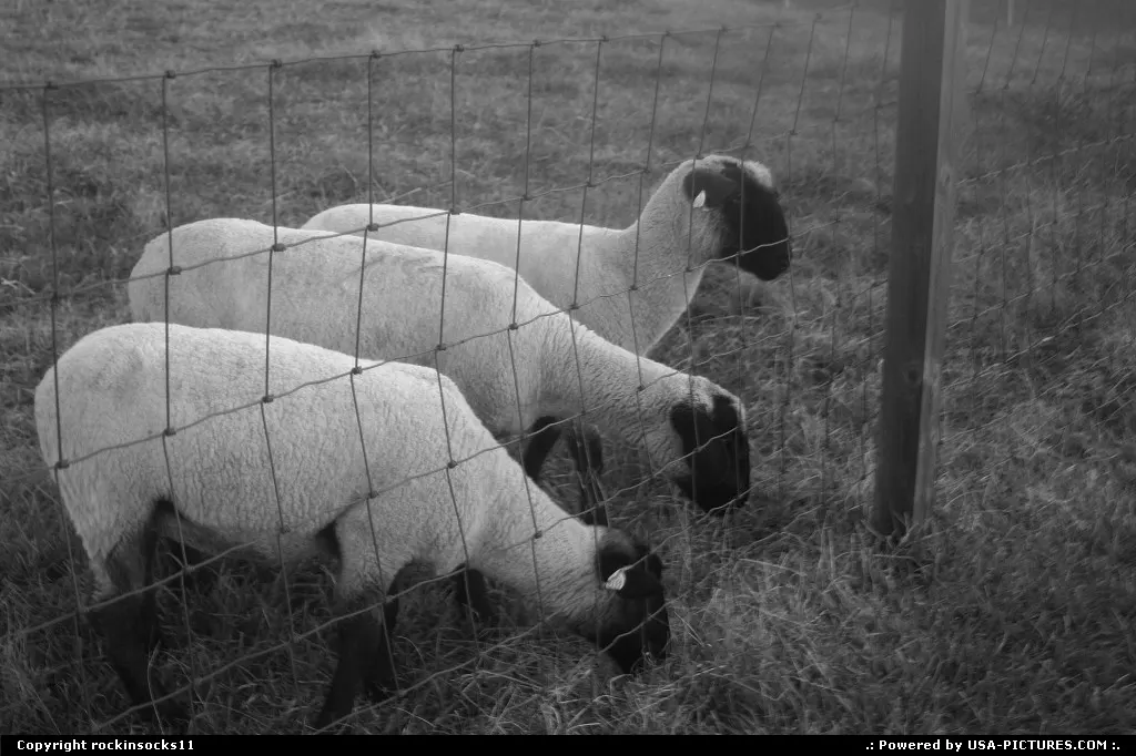 3 triplets sheep