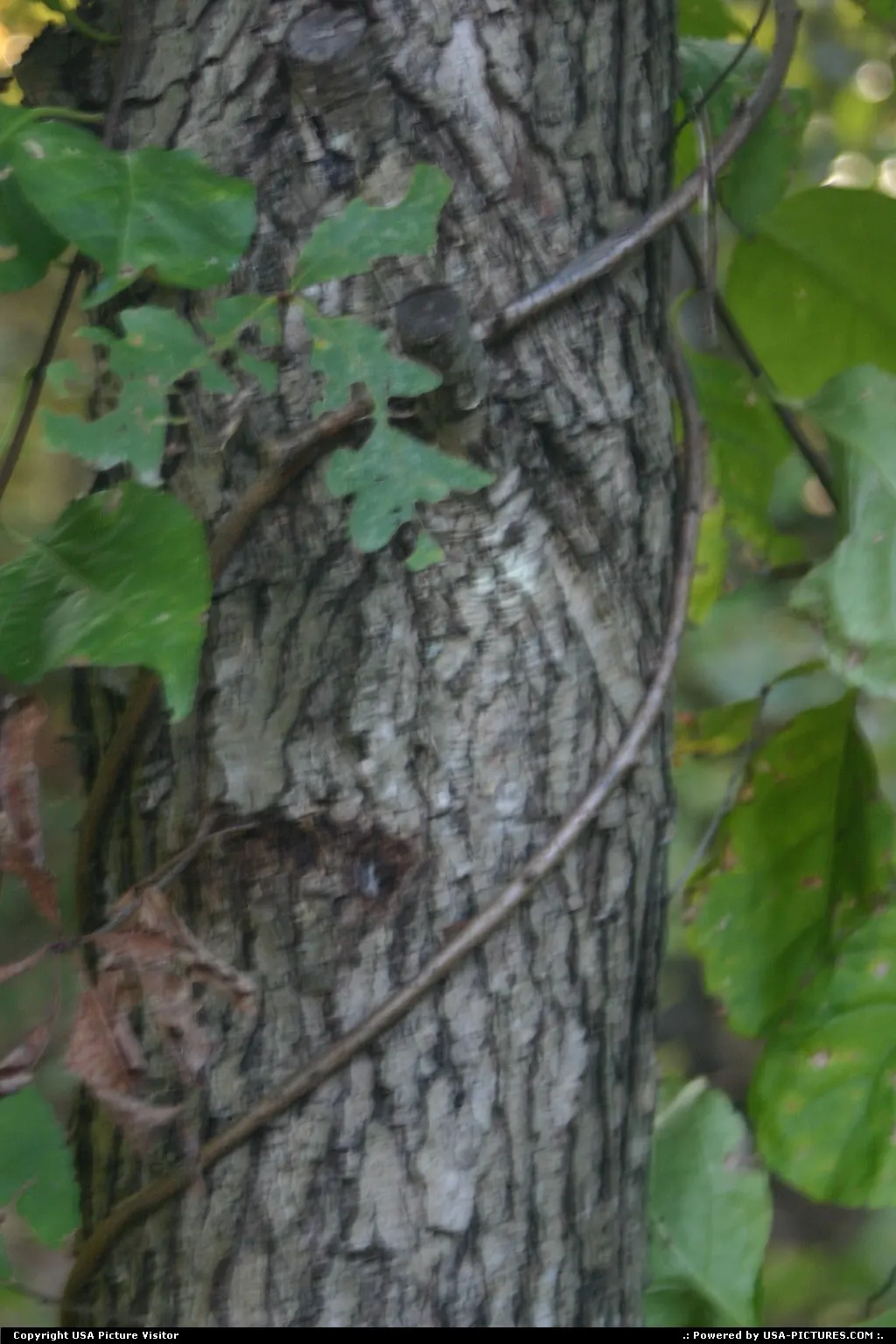 a tree with vines