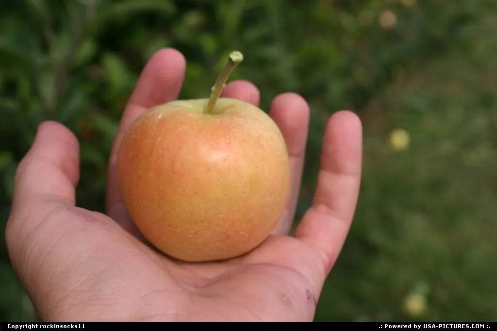 apple picking