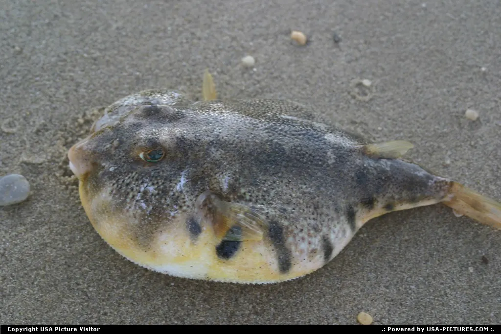 puffer fish i think