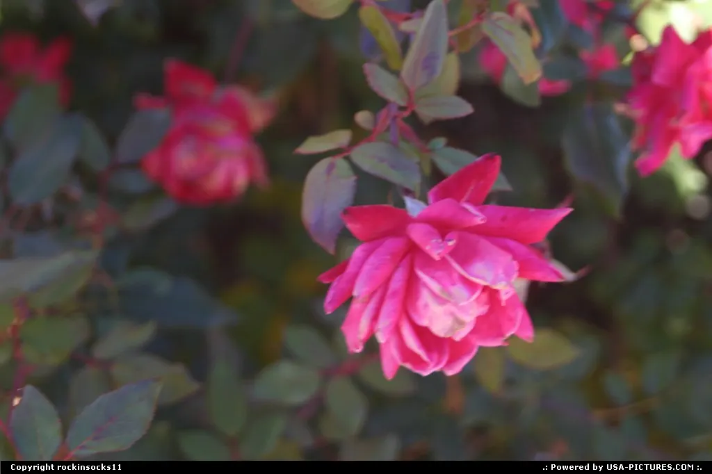 somes pink roses