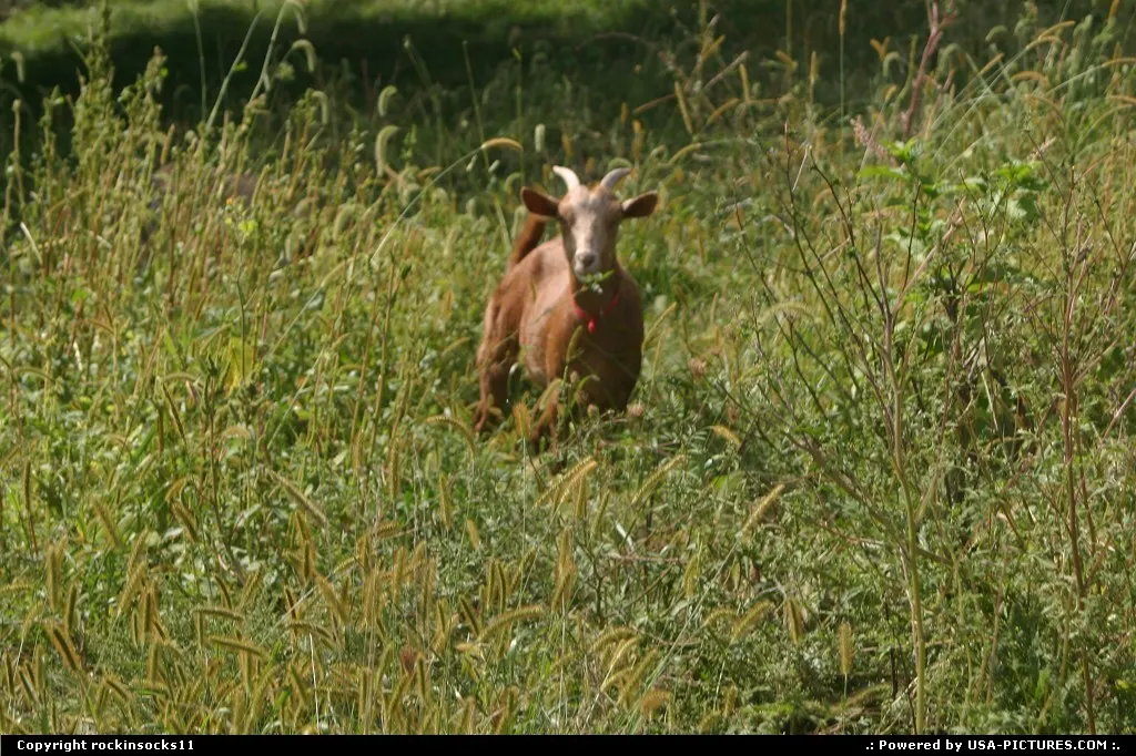 goat roaming in meadow