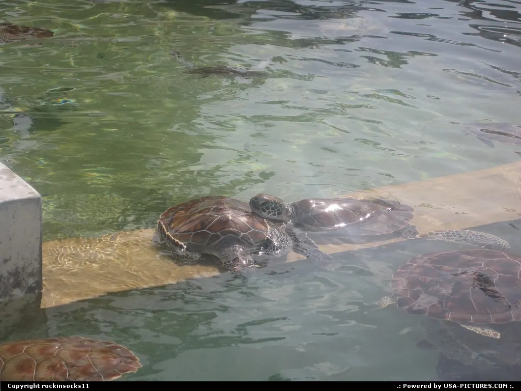 turtle love