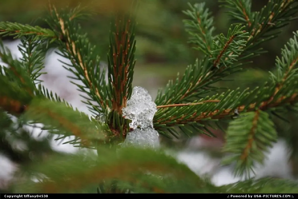 Ice cling to the branches from the first snow in late fall.