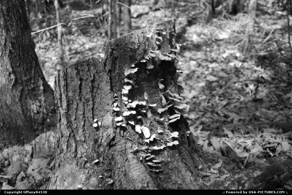 Not really a bump on a log...but rather some fungus!