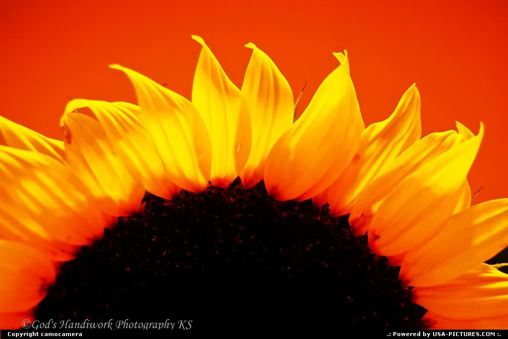 Shining Sunflower
