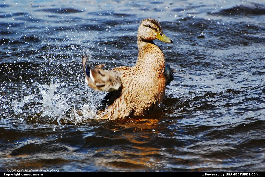 Splashing Around