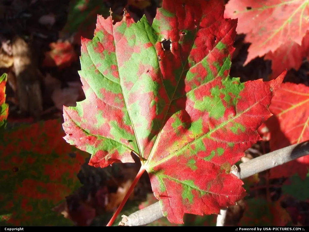 Fall's colors