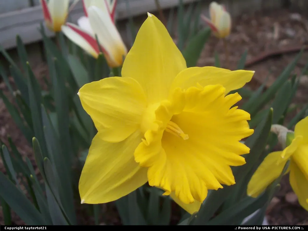 A beautiful sring flower, blooming in my backyard.