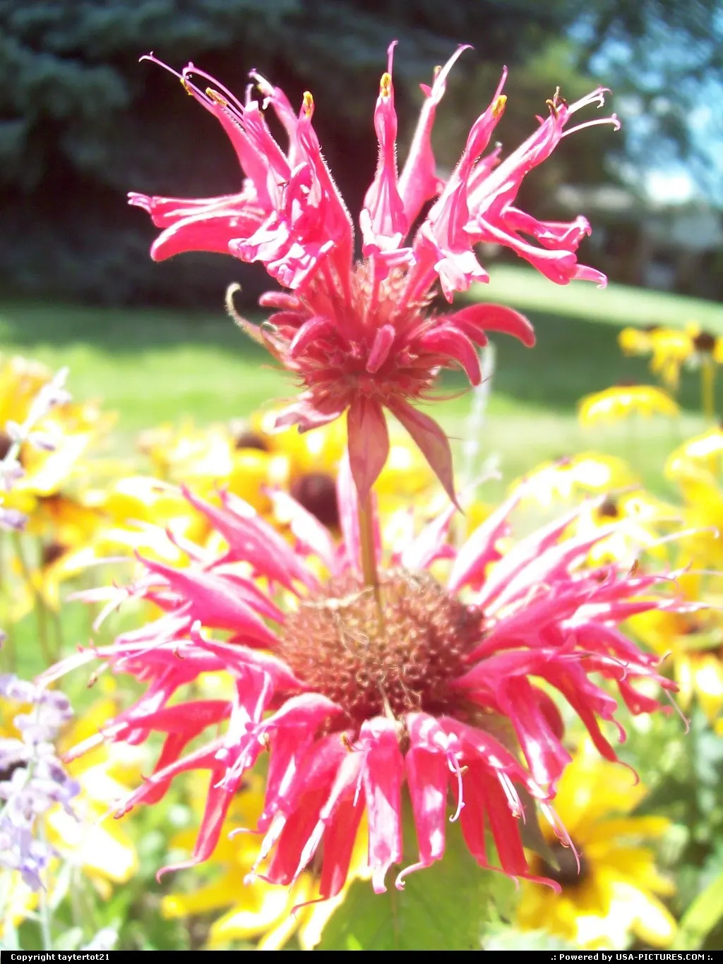 A beautiful flower at my grandparent's house.