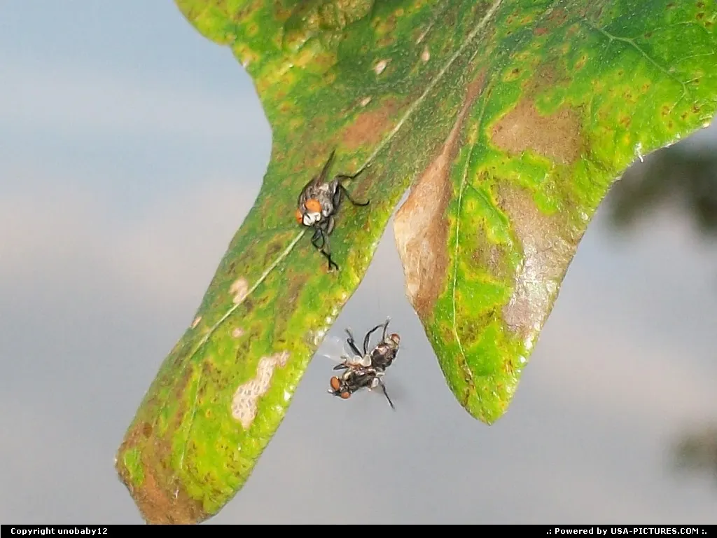 This was taken in my back yard, I tried to submit it to another place and I got it publ...