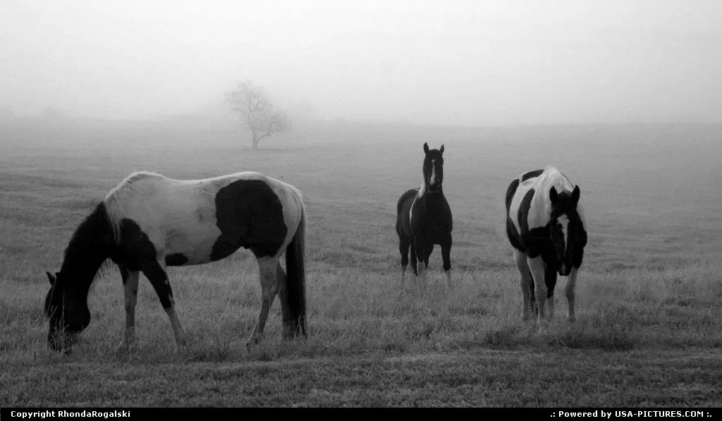 Wild horses grazing in a foggy field in Kila, Montana.