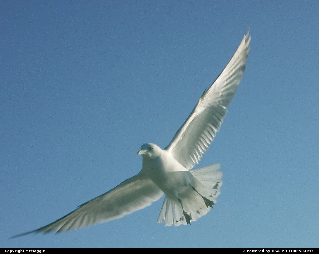 Seagull, Lake Rim Park, Fayetteville, North Carolina, USA.