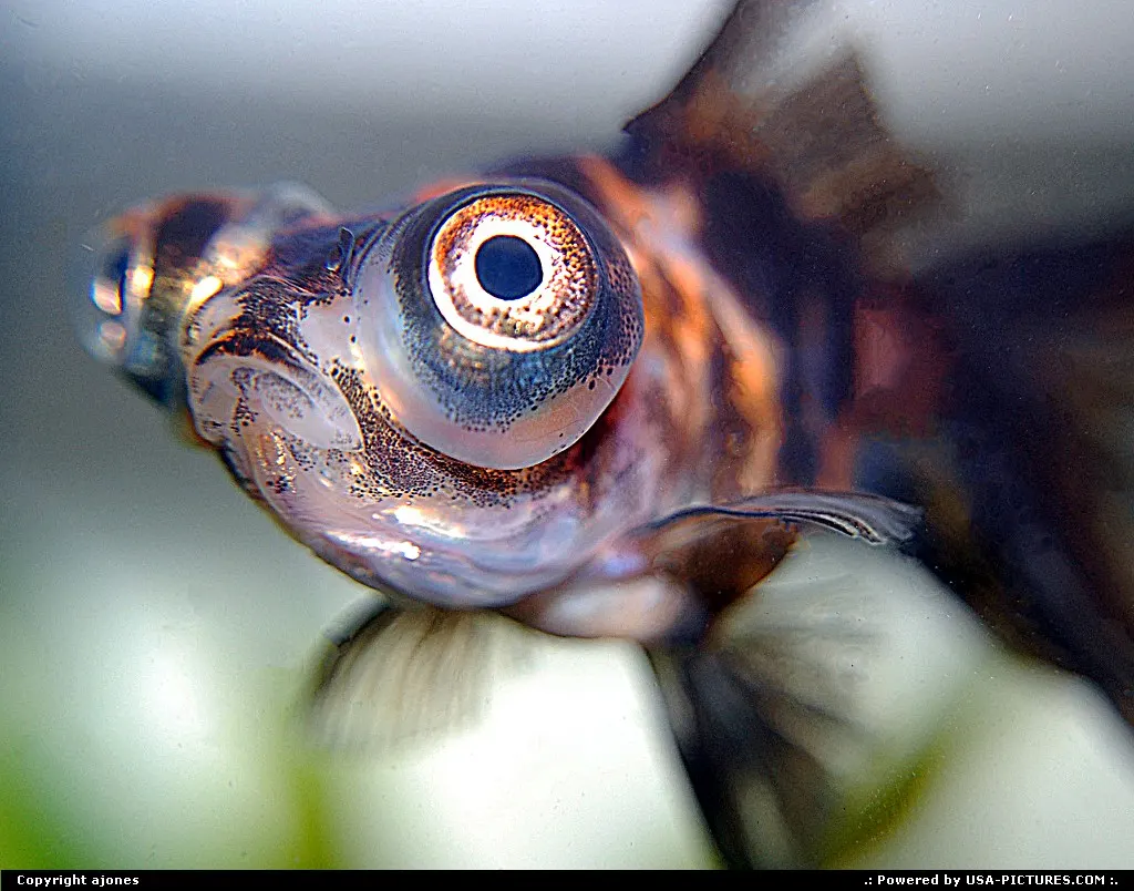 My pet fish