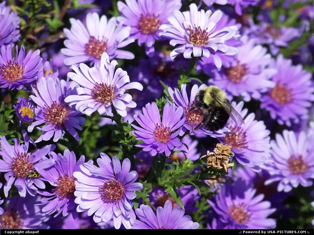 Omaha Nebraska Bee, purple, flower