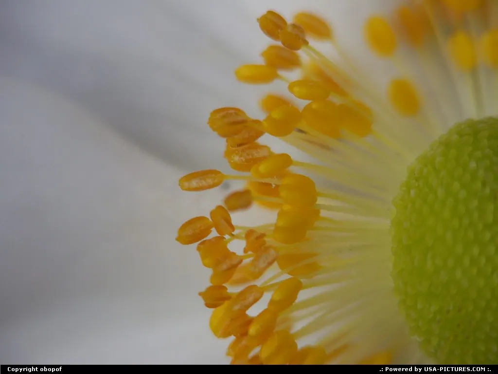 Lincoln Nebraska Macro, flower