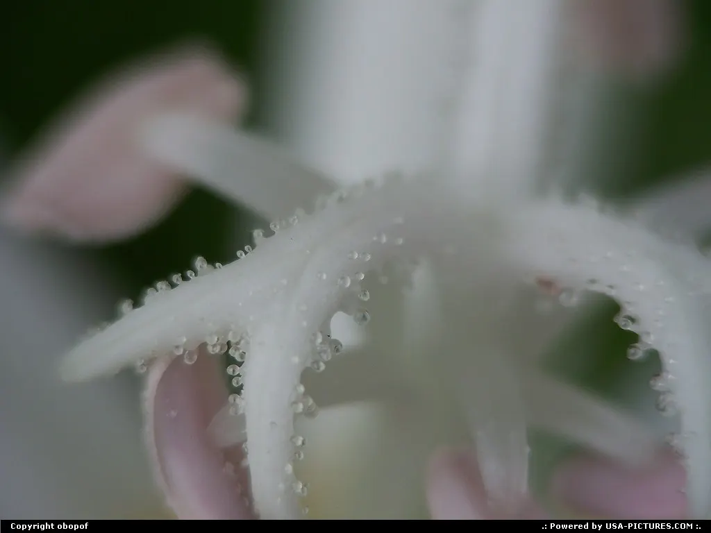 Lincoln Nebraska Orchid, macro