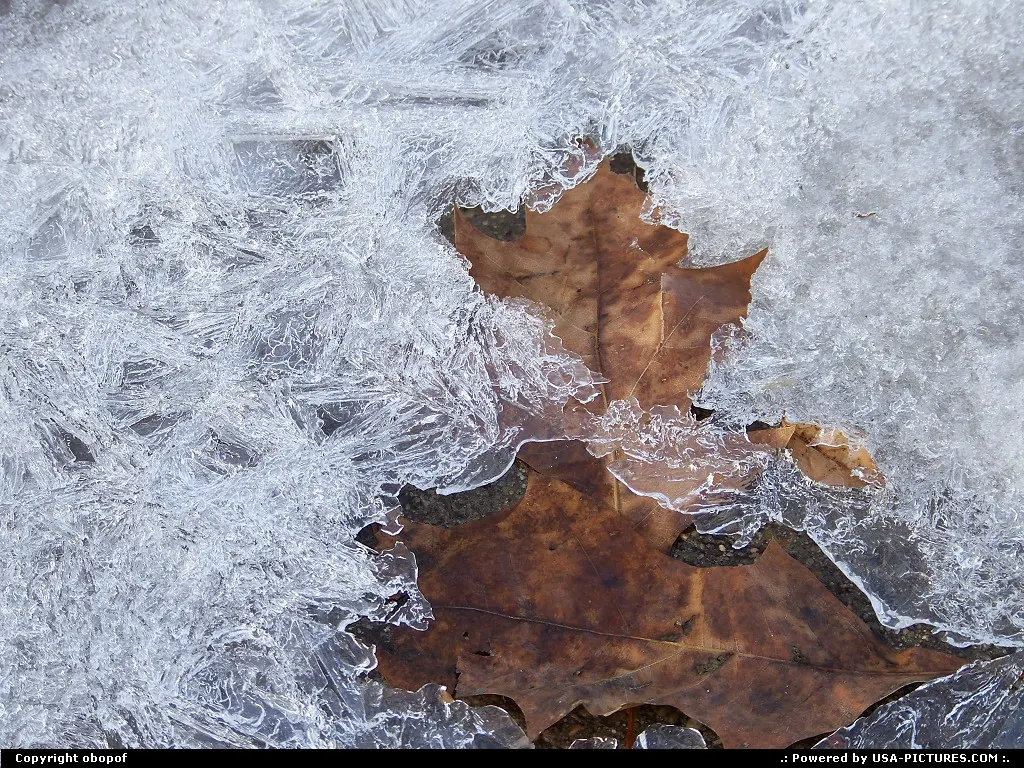 Omaha Nebraska Ice, leaves